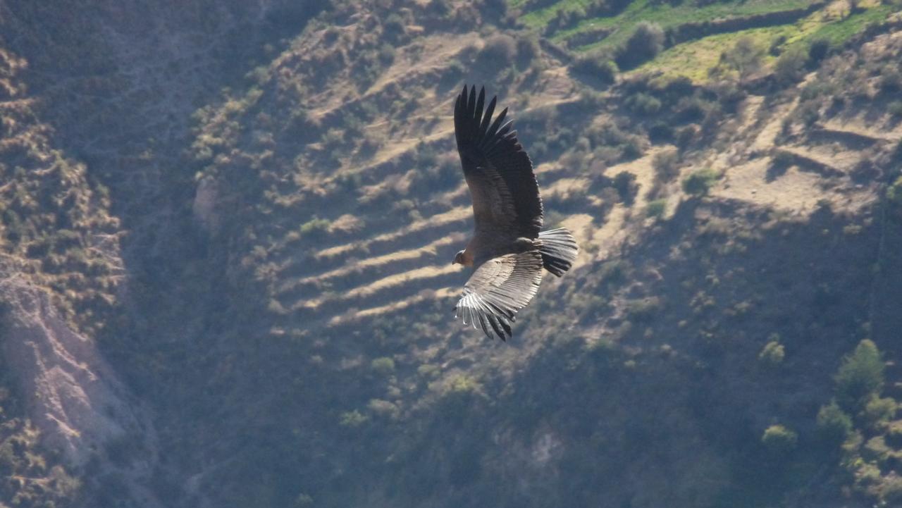 Hotel Misky Punuy - Valle Del Sondondo Andamarca Luaran gambar
